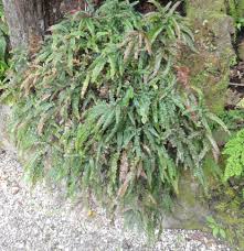 Image result for Adiantum hispidulum