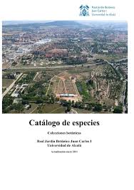 Image result for Diaphananthe sarcophylla