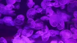 Quick facts about this primitive gelatinous creature! Lot Exotic Jellyfish Floating Underwater Moon Jellyfish Aurelia Aurita Saucer Video By C Realgreaser Gmail Com Stock Footage 340823574