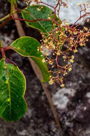Image result for Nidorella pinnata