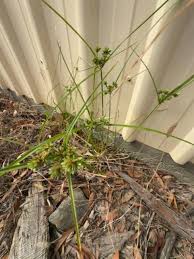 Image result for Cyperus dubius