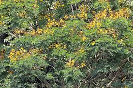 Image result for Limeum pterocarpum