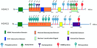 A Schematic Diagram Of Mammalian Hdac1 And Hdac2 Structures With Download Scientific Diagram