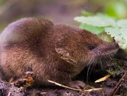 Shrew is defined as a woman with a bad temper who nags or scolds. Learn About Shrews Identification Prevention And Control Tips