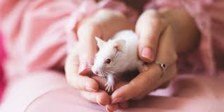 But another law regulating chemicals was introduced in 2007, . Why Animal Testing Is Still Common Among Beauty Brands Allure