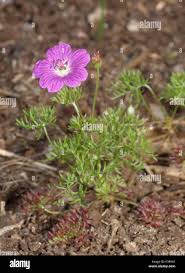Image result for Geranium incanum