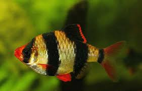 Tiger Barb Care Size Lifespan Tankmates Breeding