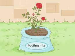 Some of the perennials like to flower early in the season so they can be pollinated by early flying bees. How To Prepare Soil For Roses 8 Steps With Pictures Wikihow