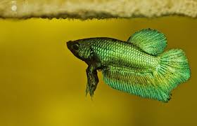 Extensive inventory of betta plakats available from breeders. The Female Betta Fish Who Am I Video
