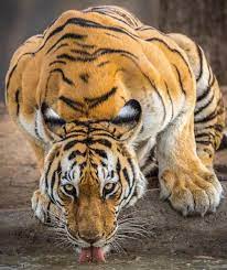 Does This Make You Think Of Someone Tage Them Double Tap Muscle Union Follow Us Does This Make You Think Of Someone Cute Tigers Tiger Animal Planet