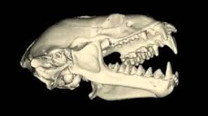 When bats find their favorite food, they may bite the tree a little . From Chewing Tough Insects To Soft Fruit Bat Teeth Are Highly Specialized Smithsonian Insider