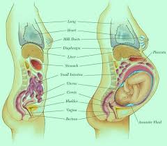 They are not sexual organs but are important to a woman's sexual wellbeing and sexual pleasure. Pin On Maternity