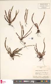 Image result for Grammitis