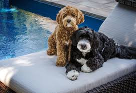 Greenfield puppies has been finding homes for puppies from reputable dog breeders since 2000! 6 Things You Should Know About The Bernedoodle Petland Florida
