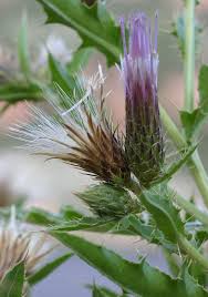 Image result for Cirsium  buchwaldii