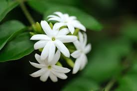 I have a young night flowering jasmine about 3' tall in a small pot. Jasmine Flower Meaning Flower Meaning