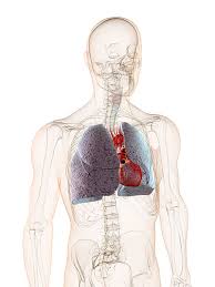 Lungenodem Ursachen Symptome Behandlung Medlexi De