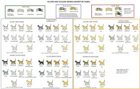 silver golden series cats cat colours and conformation