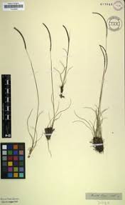 Image result for Microchloa