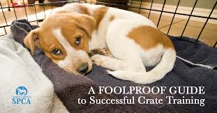 12 you have to consider your cat and the trip separately, then together. A Foolproof Guide To Successful Crate Trainingtips And Advice Crate Training