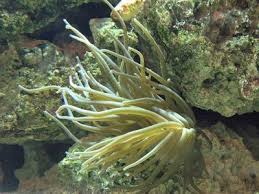 Marine Biology Science Fair Projects Science Fair Ideas For Marine Biology Marine Biology Biology Science Fair