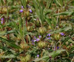 Image result for Hygrophila schulli