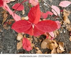 Image result for Rhynchosia tricuspidata