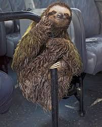 Three Toed Sloth Cute Baby Sloths Three Toed Sloth Sloth