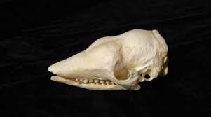 Pin On Anteaters Armadillos Sloths Xenarthra Skeletons And Skulls