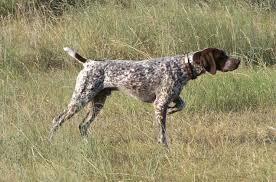 German Shorthaired Pointer