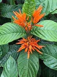 Image result for Justicia spicigera