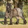 Belgian blue synonyms, belgian blue pronunciation, belgian blue translation, english dictionary definition of belgian blue. 1