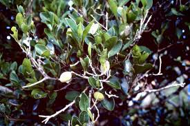 Image result for Drypetes gerrardii