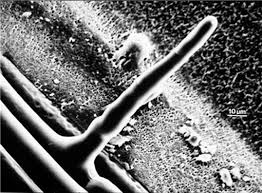 Maybe you would like to learn more about one of these? Root Hairs