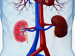 Blood creatinine and blood urea nitrogen (bun) tests may also be ordered to evaluate kidney function prior to some procedures, such as a ct (computed tomography) scan. A Better Test For Kidney Function National Institutes Of Health Nih