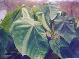 Image result for Macaranga schweinfurthii