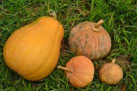 Image result for Cucurbita
