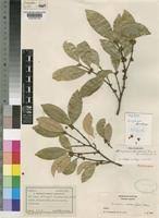 Image result for Cassipourea
