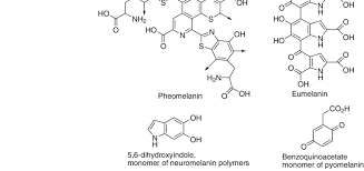 Check spelling or type a new query. Chemical Structures Of Pheomelanin Eumelanin Neuromelanin And Download Scientific Diagram