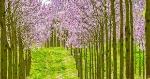 Forest of flowers st thomas. Keine Kiribaum Plantage In Issum Wie Die Fdp Wunscht