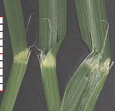 Image result for Leptochloa fusca