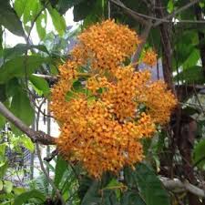 Image result for Napoleonaea