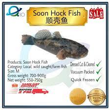 But experts have raised concerns over china's decision to prioritize domestic vaccines over those approved by the world health organization, and. Live Or Frozen Fish Soon Hock Marble Goby é¡ºå£³é±¼ Shopee Malaysia