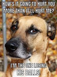 Over 65 Unforgettable Dog Memes Hilarious Pictures Unleashed Dog Memes Funny Dog Memes Dogs