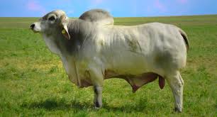 Through centuries of exposure to inadequate food supplies, insect pests, parasites, diseases and the weather extremes of tropical india, the native cattle developed some remarkable adaptations for survival. Young Brahmousin Cattle Breeding In Germany