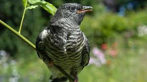 Der kuckuck (cuculus canorus) gehört zur ordnung der kuckucksvögel (cuculiformes) und zur familie der kuckucke (cuculidae). Kuckuck