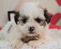 Maybe you would like to learn more about one of these? Teddybears Shihpoo And Shichon