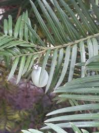 Image result for Rhynchosia orthobotrya