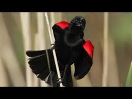 Red Winged Blackbird One Of My Most Favorite Bird Sounds Great Live Shots Of Red Winged Blackbird Also Black Bird Red Wing Blackbird Pretty Birds