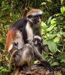 Mother And Baby Red Colobus Monkey Procolobus Kirkii This Species Is Endemic To The Main Isla Extinct And Endangered Animals Rare Animals Endangered Animals